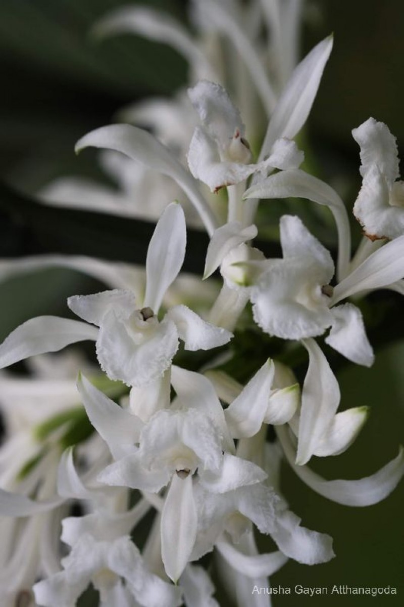 Corymborkis veratrifolia (Reinw.) Blume